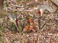 A1B8997c2  Sandhill Crane (Antigone canadensis) - adults with 2-3 day-old colts